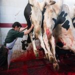 کمبود گوشت و محصولات لبنی در راه است