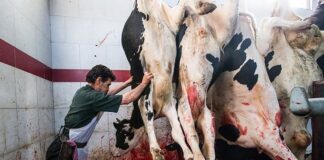 کمبود گوشت و محصولات لبنی در راه است